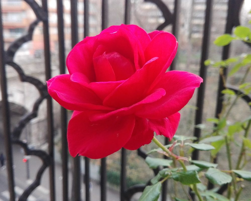 Une rose rouge au solstice d’hiver